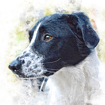pet portrait